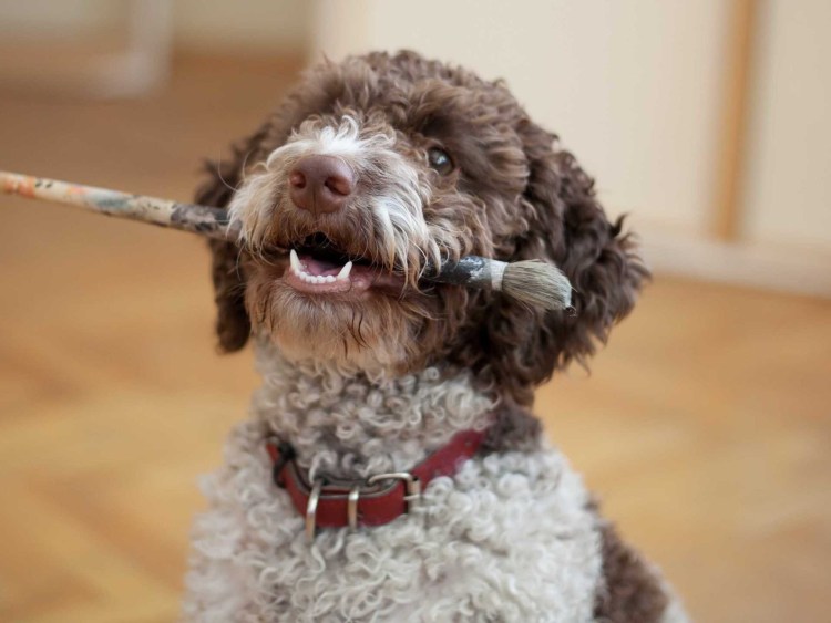 Лаготто романьоло