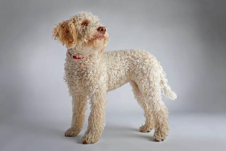 Лаготто романьоло