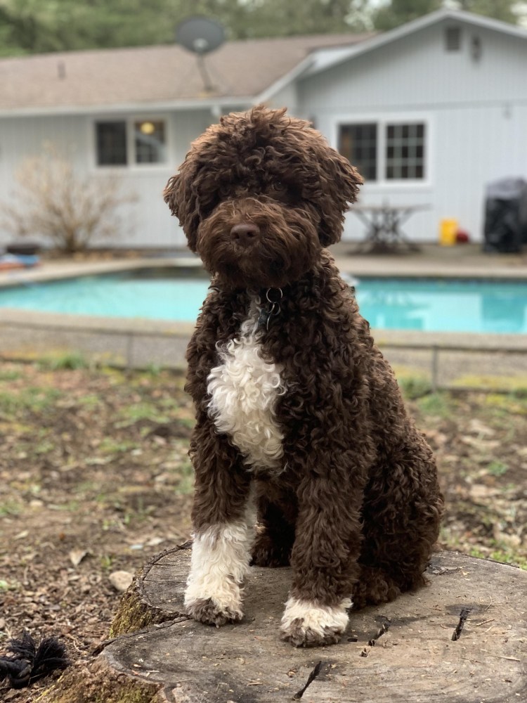 Лагода Романьола порода собак