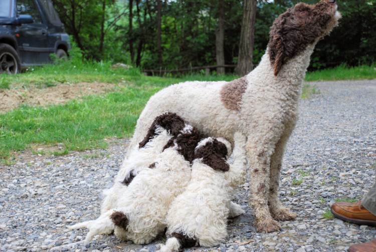 Портрет Лаготто романьоло