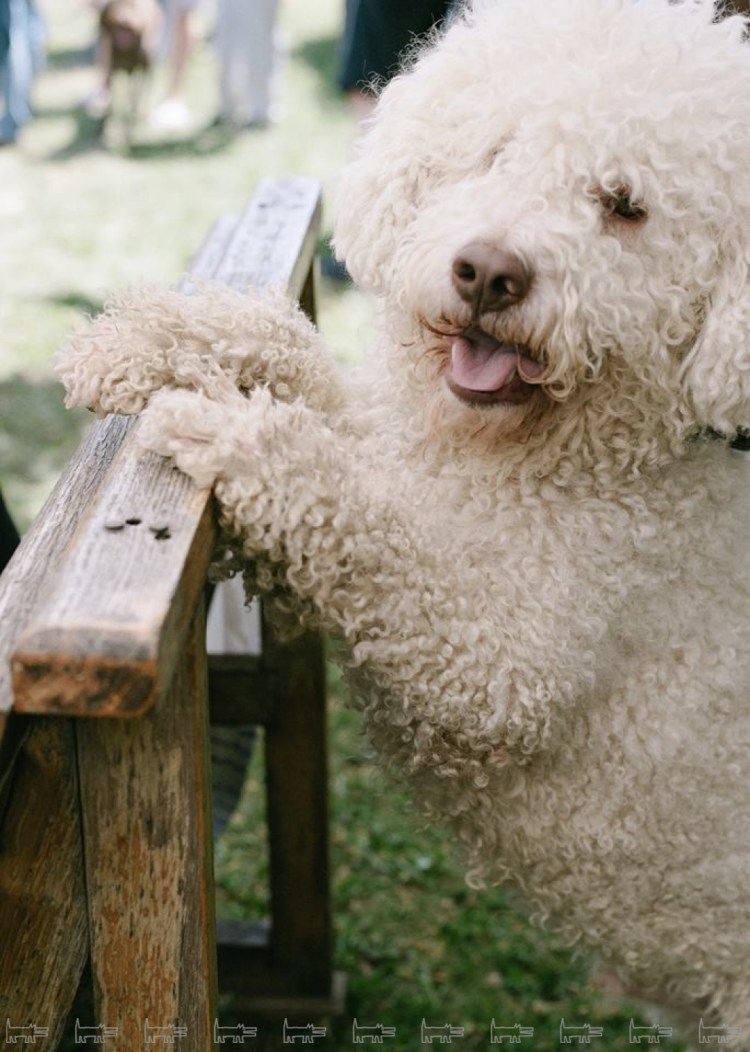 Щенки Lagotto Romagnolo