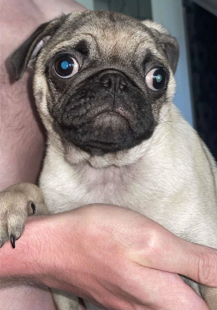 Лысый Мопс порода