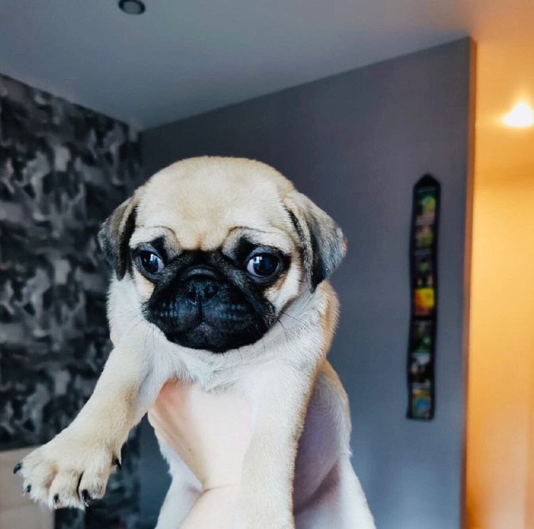 Королевский Мопс щенок