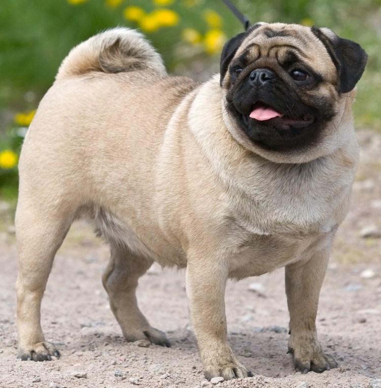 Мопс лохматый