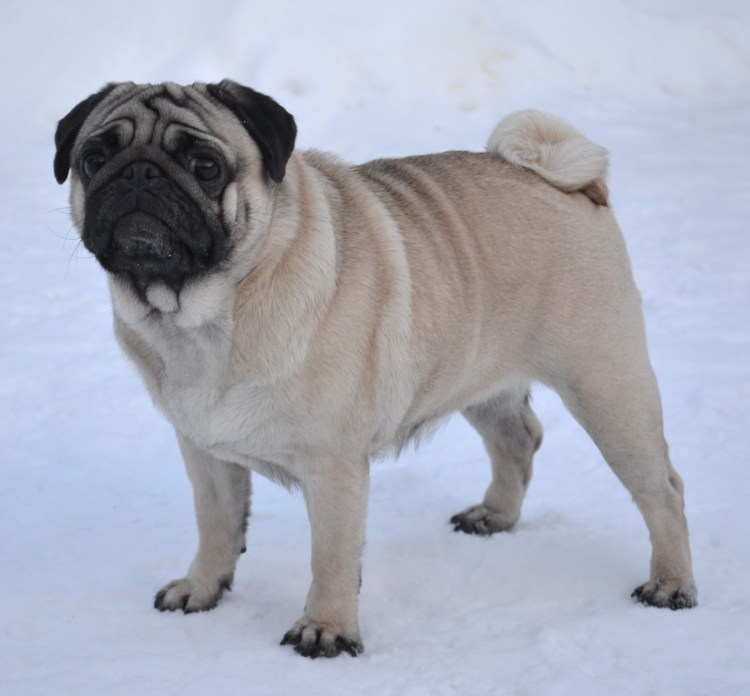 Валеспес мопсы