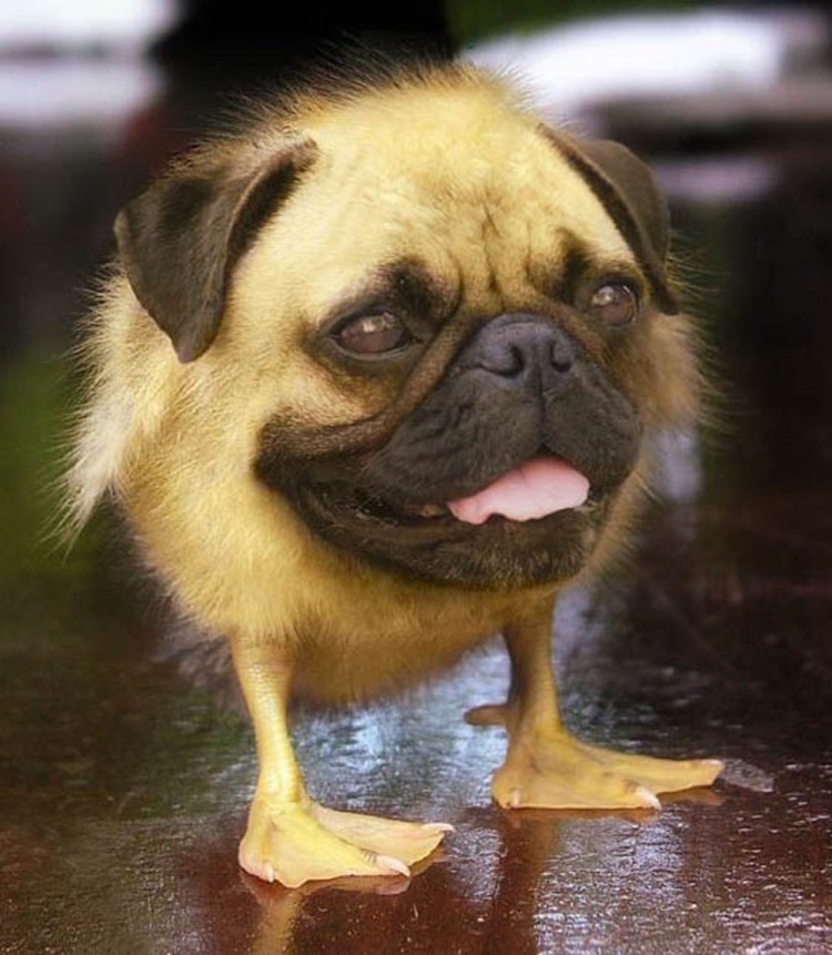 Карликовый Мопс