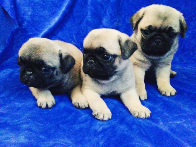 Самый жирный Мопс