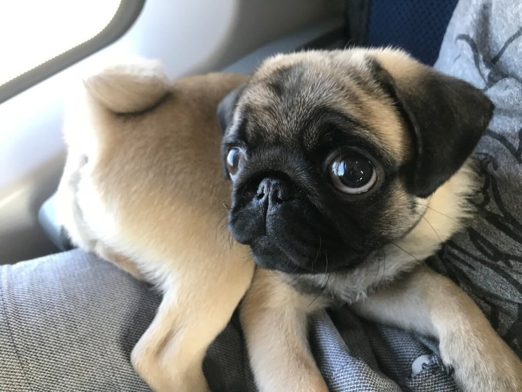 Фото мопсиков маленьких в одежде