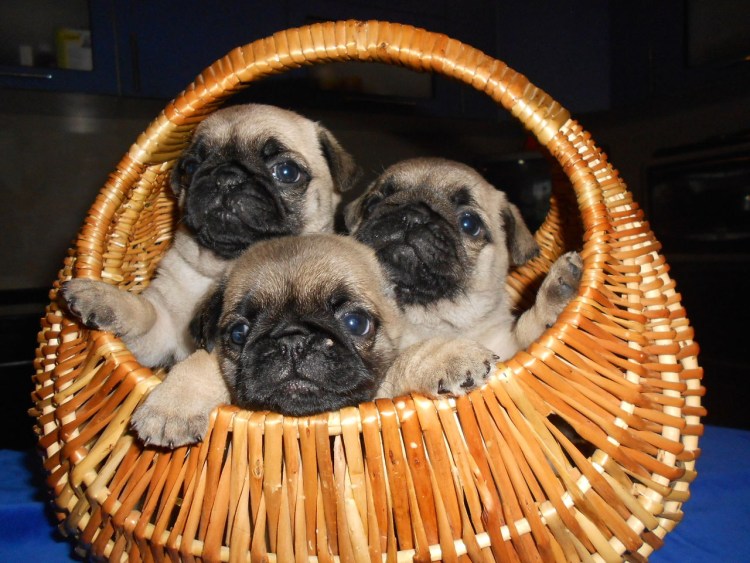 Мопс Королевские собачки