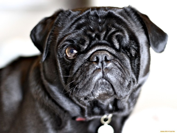 Мопс 6 месяцев фото