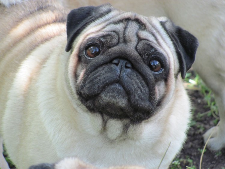 Карликовый Мопс