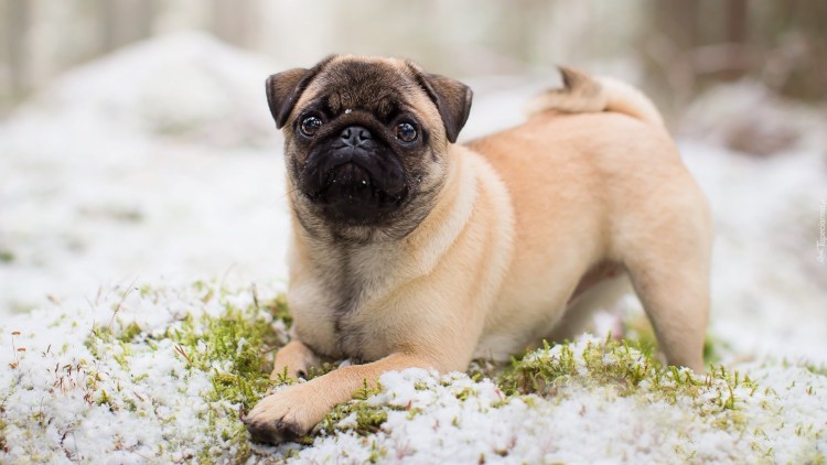 Королевский Мопс фото