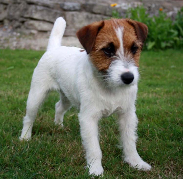 Курт Рассел терьер