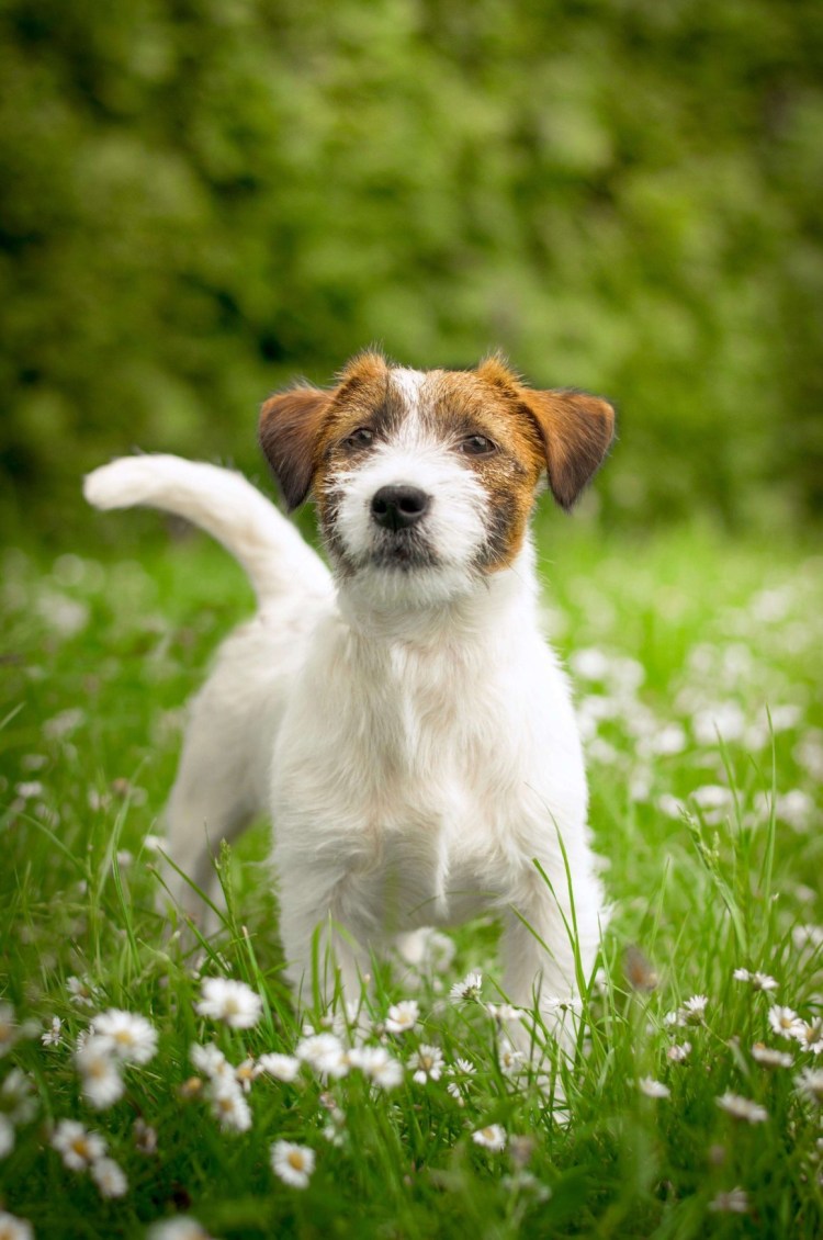 Джек-Рассел-терьер жесткошерстный помесь