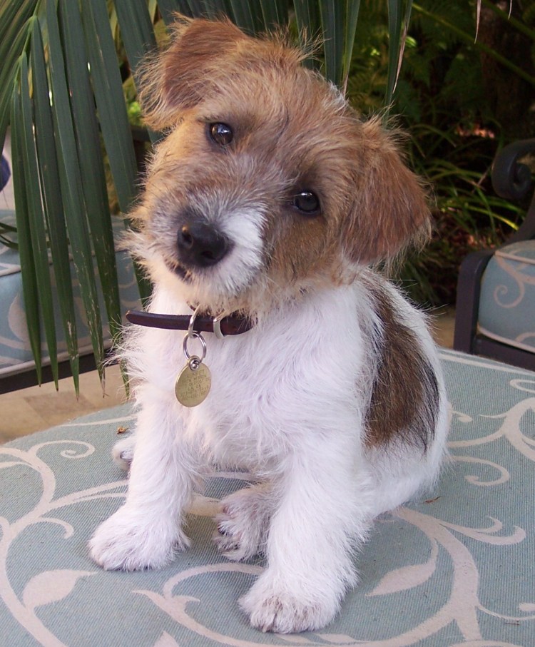 Джек-Рассел-терьер лохматый