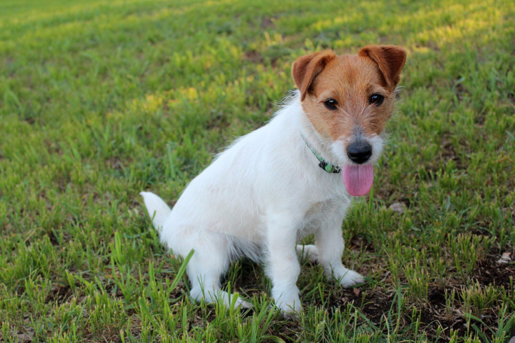 Жесткогерсиный джекрасселтертер