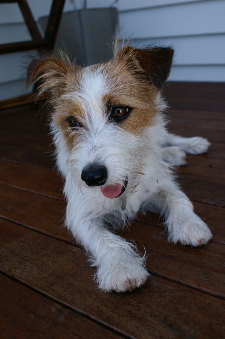 Рассел терьер жесткошерстный