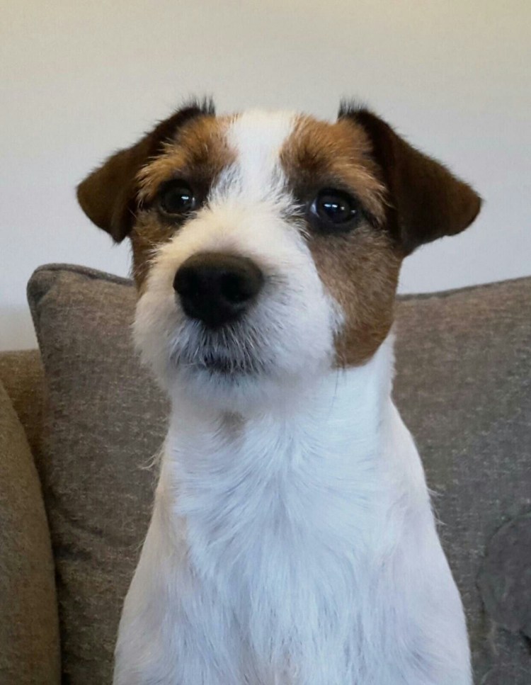 Джек Рассел жесткошерстный