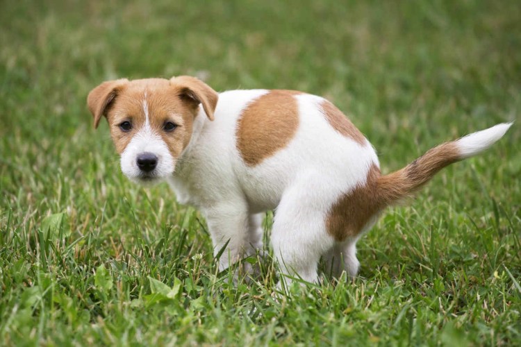 Жесткошерстный Джек Рассел терьер девочка