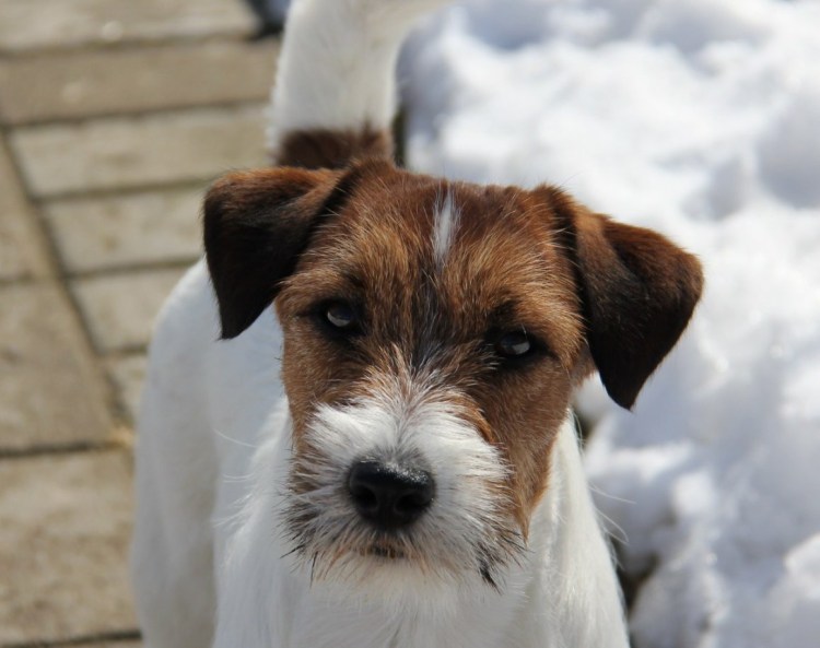 Парсон Рассел терьер метис