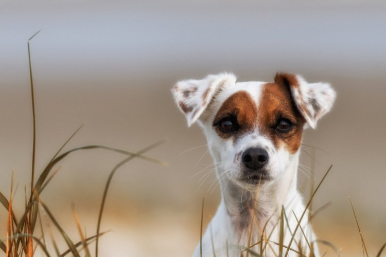 Курт Рассел терьер
