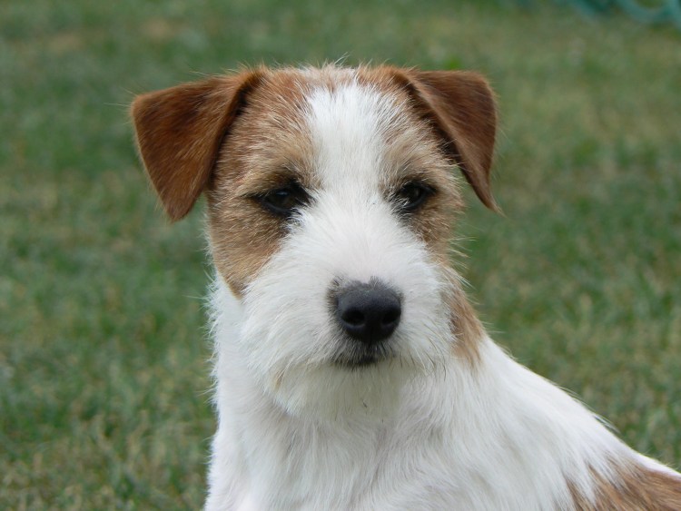 Джек Рассел Патерсон