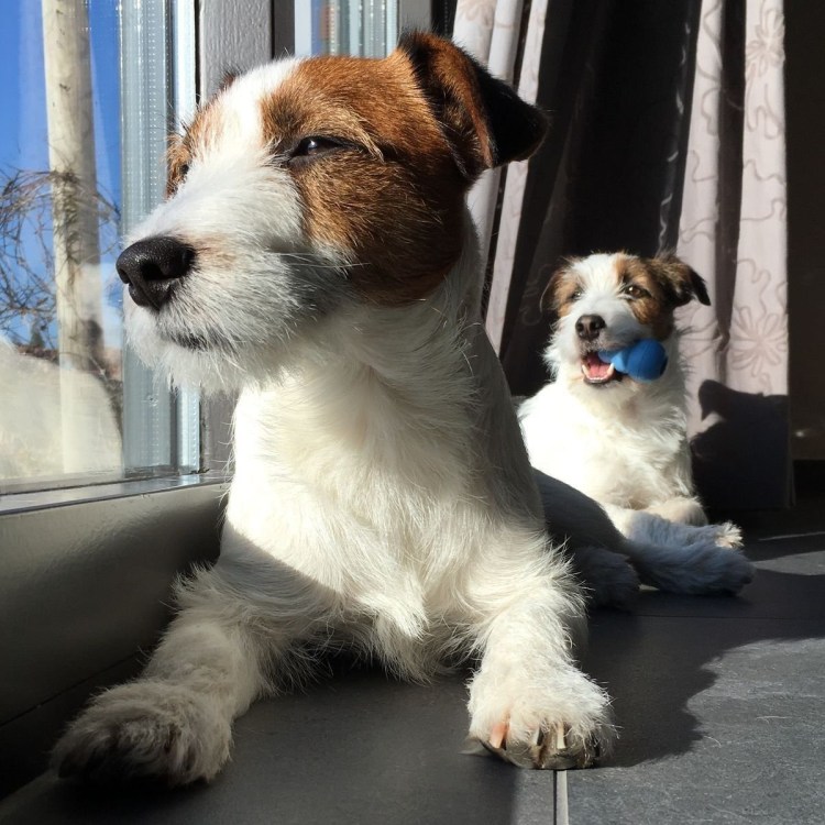 Джек-Рассел-терьер жесткошерстный