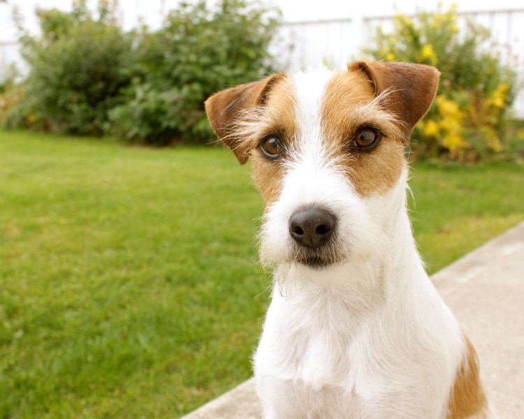Парсон Рассел терьер гладкошерстный