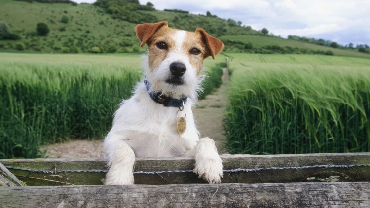 Джек-Рассел-терьер лохматый