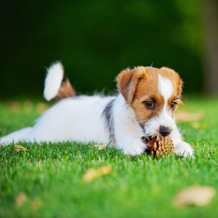 Jack Russell Terrier длинношерстный