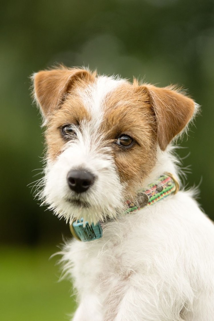 Джек Рассел терьер волосатый