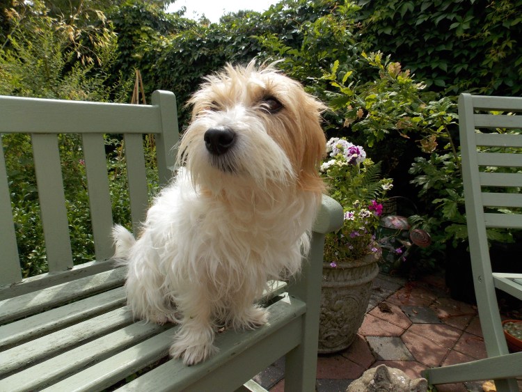 Парсон-Рассел-терьер щенки