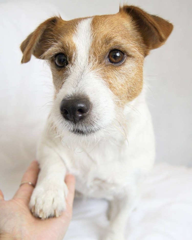 Джек Рассел терьер жеско шорстный