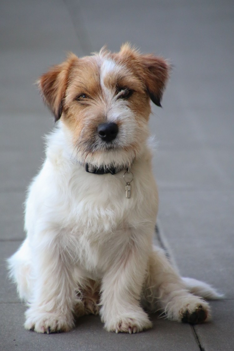 Джек Рассел лохматый