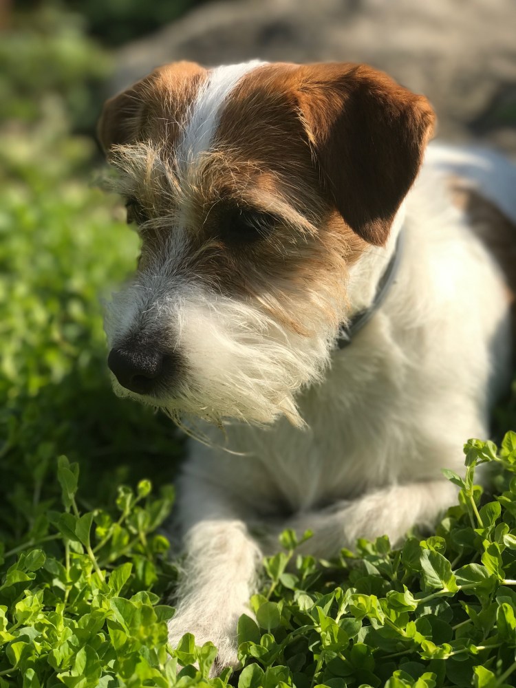 Джек Рассел жесткошерстный щенки