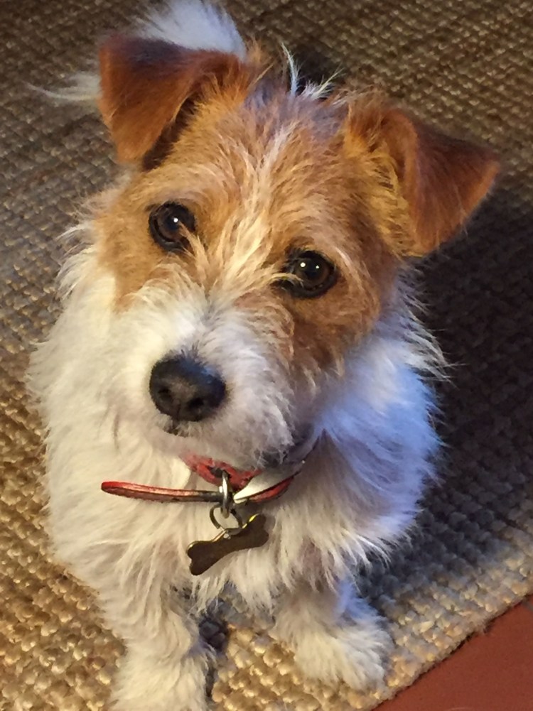 Рассел терьер жесткошерстный