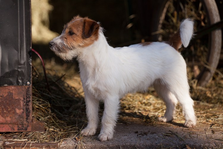 Джек-Рассел-терьер с голубыми глазами