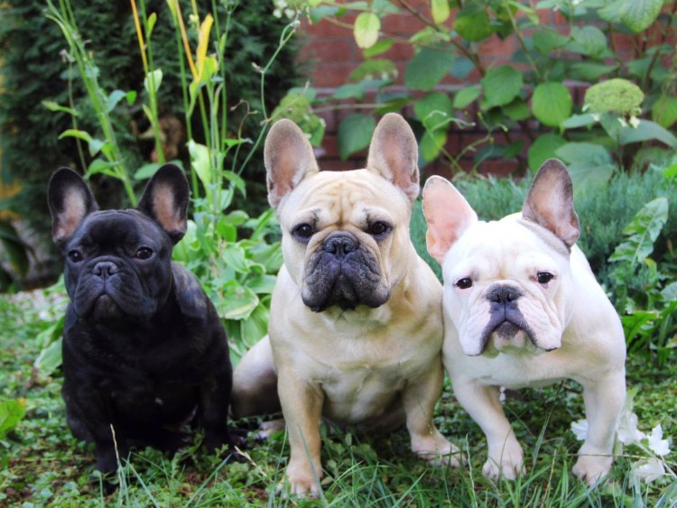 Длинношерстный французский бульдог флаффи