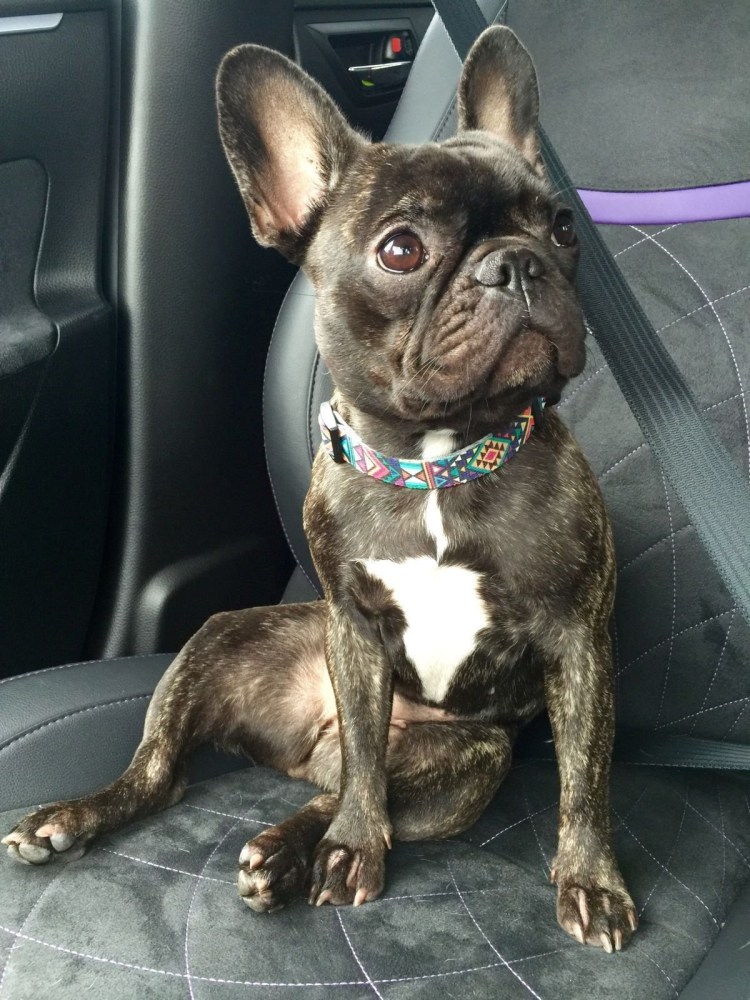 Ротвейлер и французский бульдог