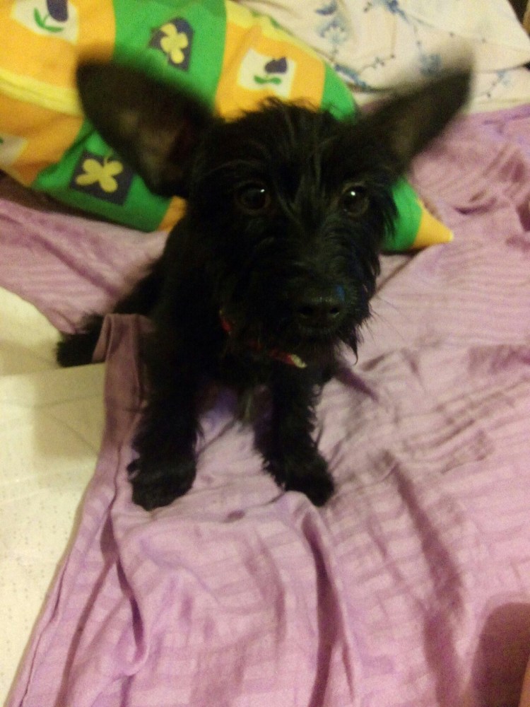 Помесь английского и французского бульдога