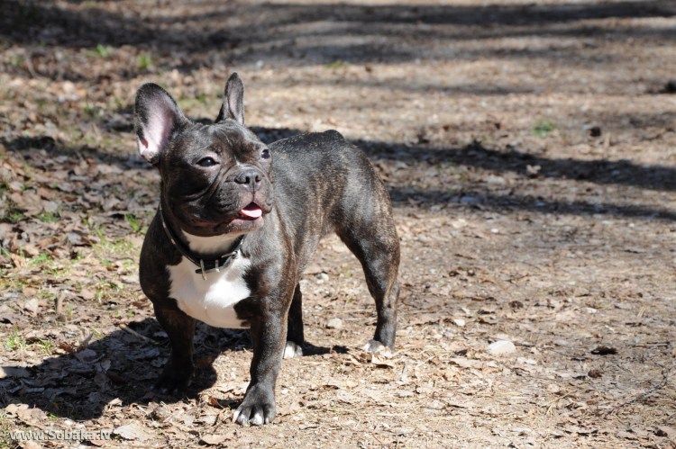 Метис бульдога и терьера