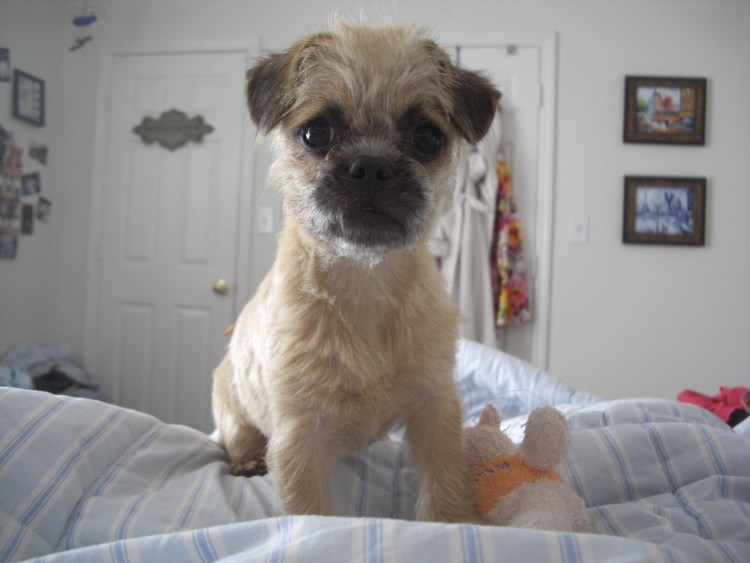 Метис Йорка черный