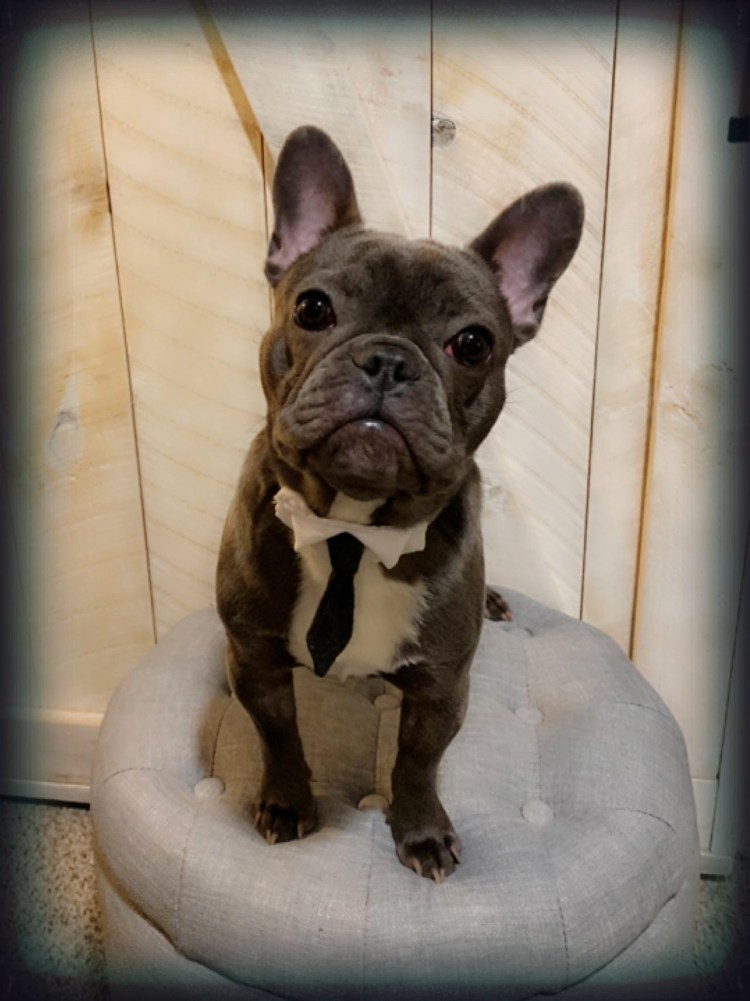 Метрика щенка французский бульдог