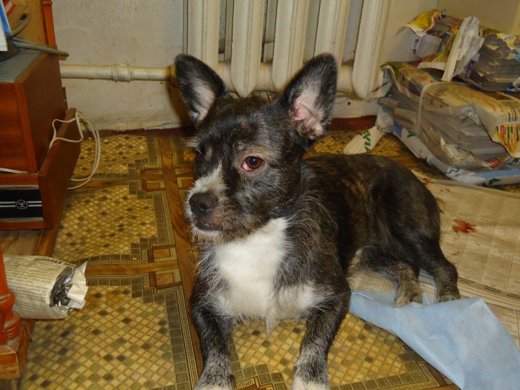 Метис французского бульдога