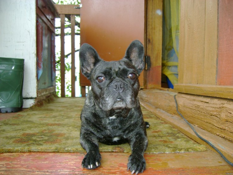 Помесь Бостон терьер