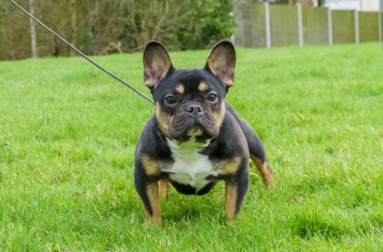 Метис с французским бульдог и Бигль