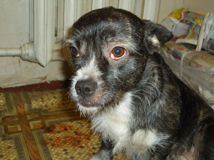 Французский бульдог Блу Тан