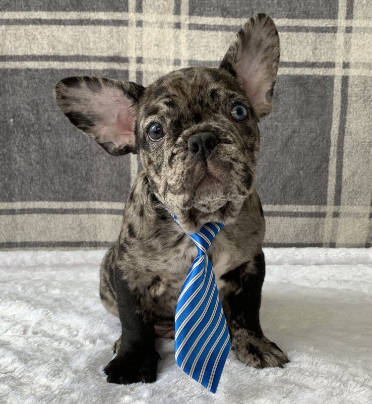 Йоркширский Мопс