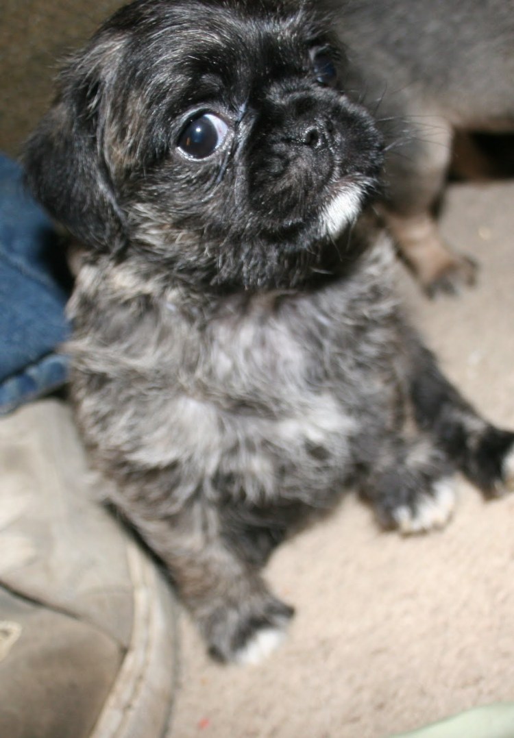 Гриффон с болонкой