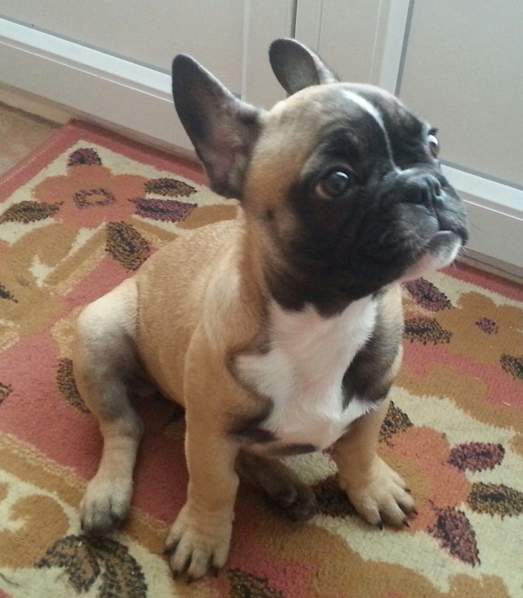 Щенки французского бульдога флаффи